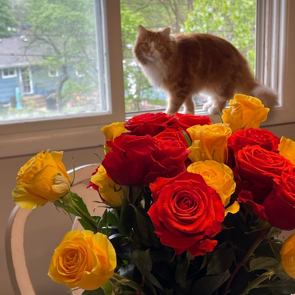 Meet your Posher, Gabrielle - Picture 2 of 13